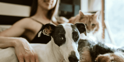 Tiere